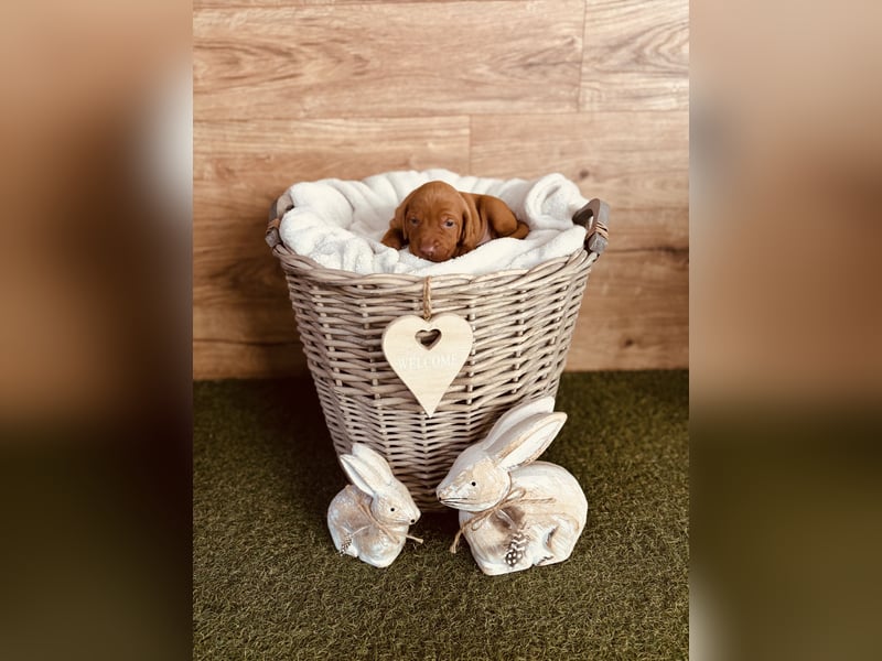 Magyar Vizsla Welpen reinrassig