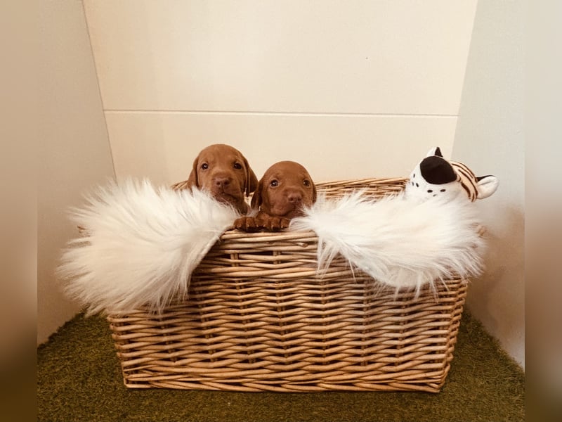 Magyar Vizsla Welpen reinrassig