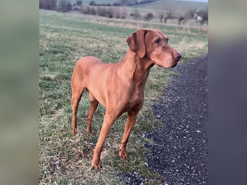 Magyar Vizsla Welpen reinrassig