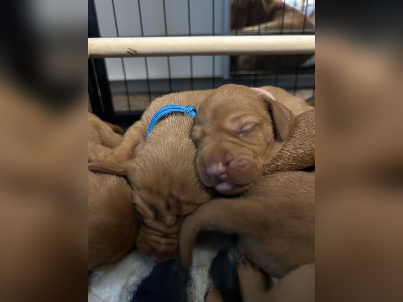 MAMA GEWORDEN!!   MIT PAPIERE MAGYAR VIZSLA