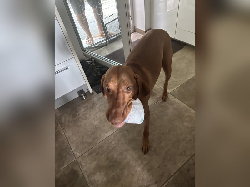 MAMA GEWORDEN!!   MIT PAPIERE MAGYAR VIZSLA