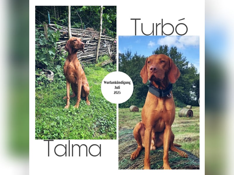MAMA GEWORDEN!!   MIT PAPIERE MAGYAR VIZSLA