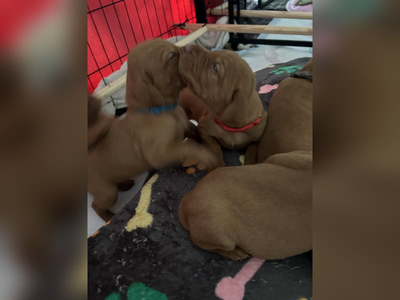 MAMA GEWORDEN!!   MIT PAPIERE MAGYAR VIZSLA