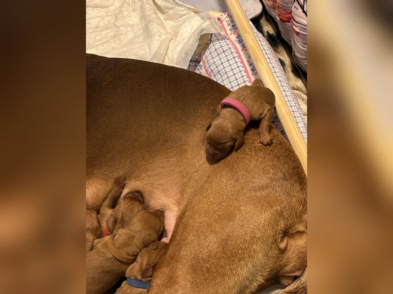 MAMA GEWORDEN!!   MIT PAPIERE MAGYAR VIZSLA