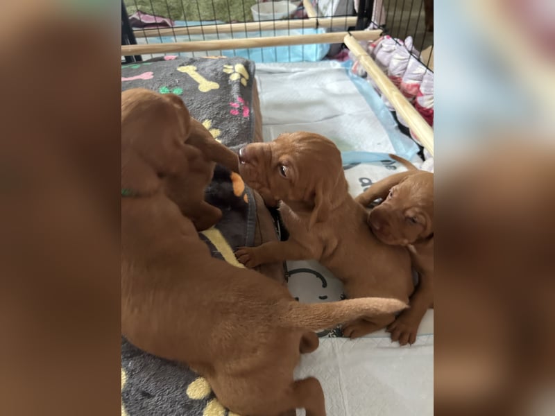 MAMA GEWORDEN!!   MIT PAPIERE MAGYAR VIZSLA
