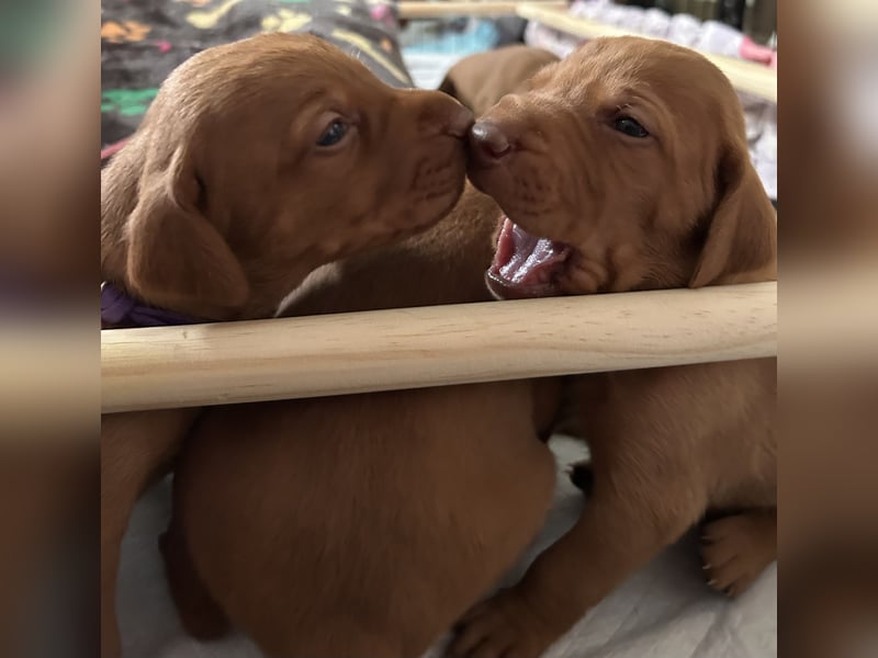 MAMA GEWORDEN!!   MIT PAPIERE MAGYAR VIZSLA