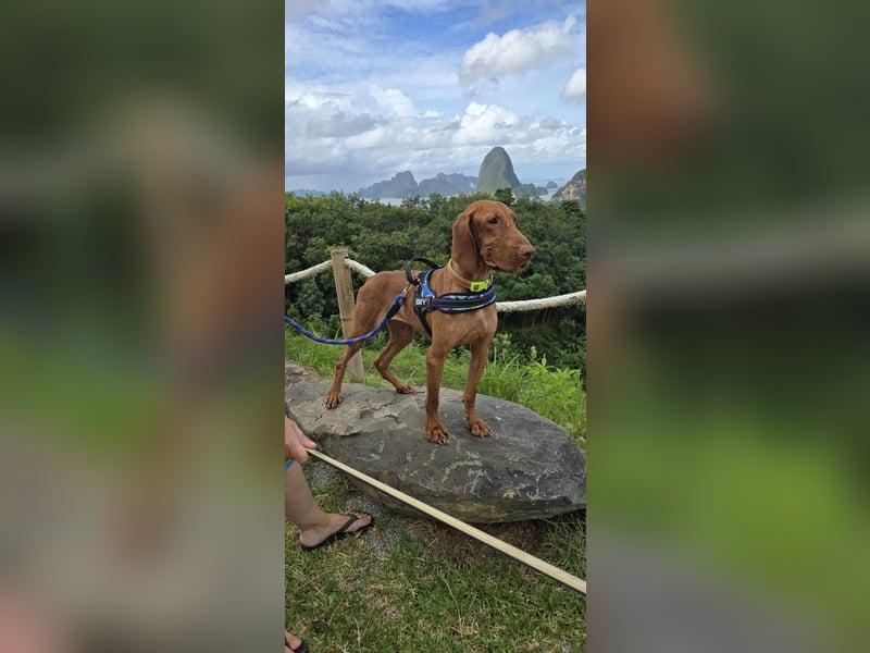 Frodo und Bo - Dreamteam sucht Zuhause