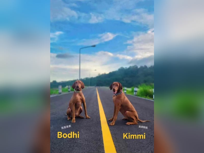 Kimmy - verspielte Hündin