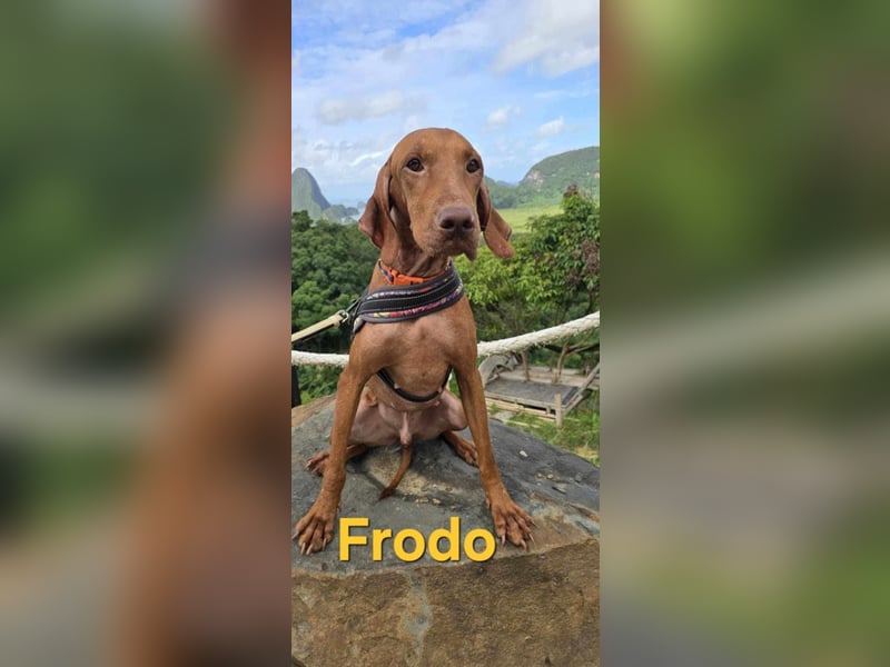 Frodo und Bo - Dreamteam sucht Zuhause