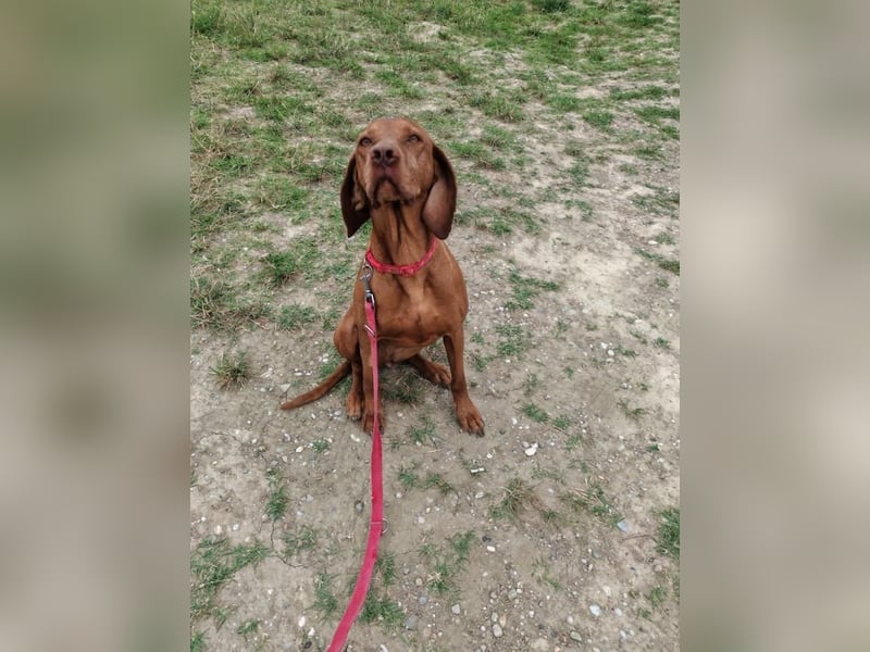 Molly, sportliche Viszlahündin, ca. 4 Jahre, ca. 55cm, ca. 22kg