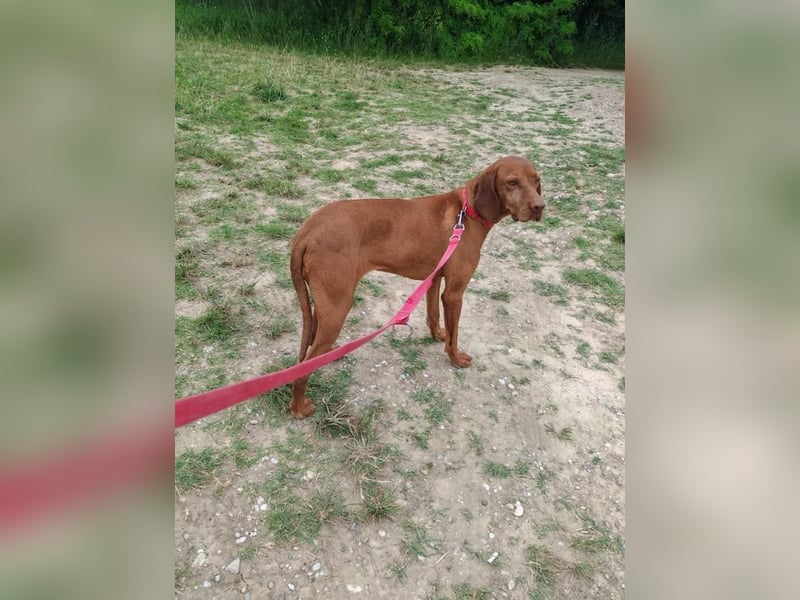 Molly, sportliche Viszlahündin, ca. 4 Jahre, ca. 55cm, ca. 22kg
