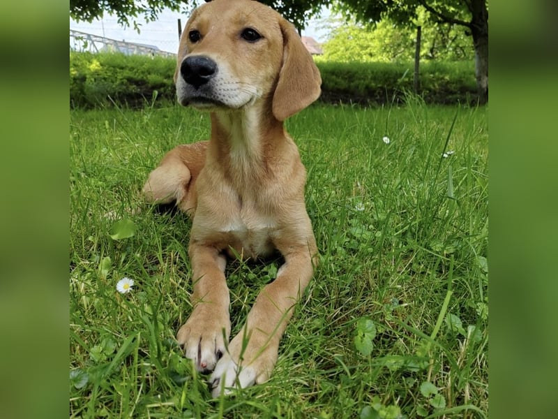 Linja eine elegante kleine Dame