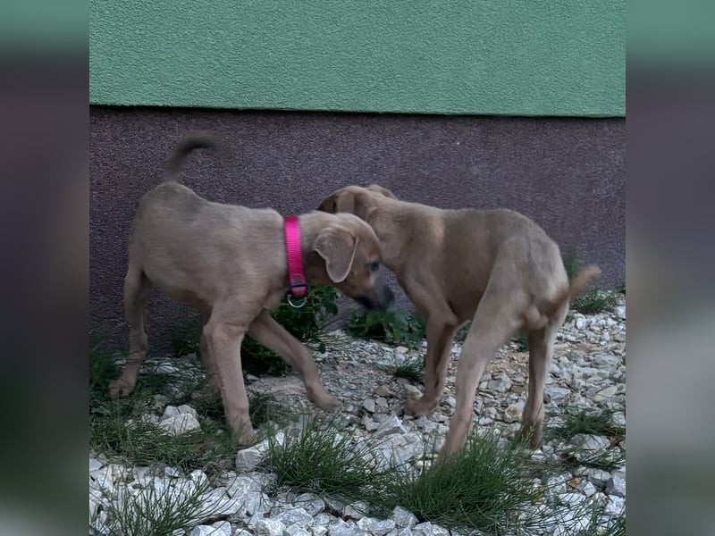 Mawie eine kleine Prinzessin