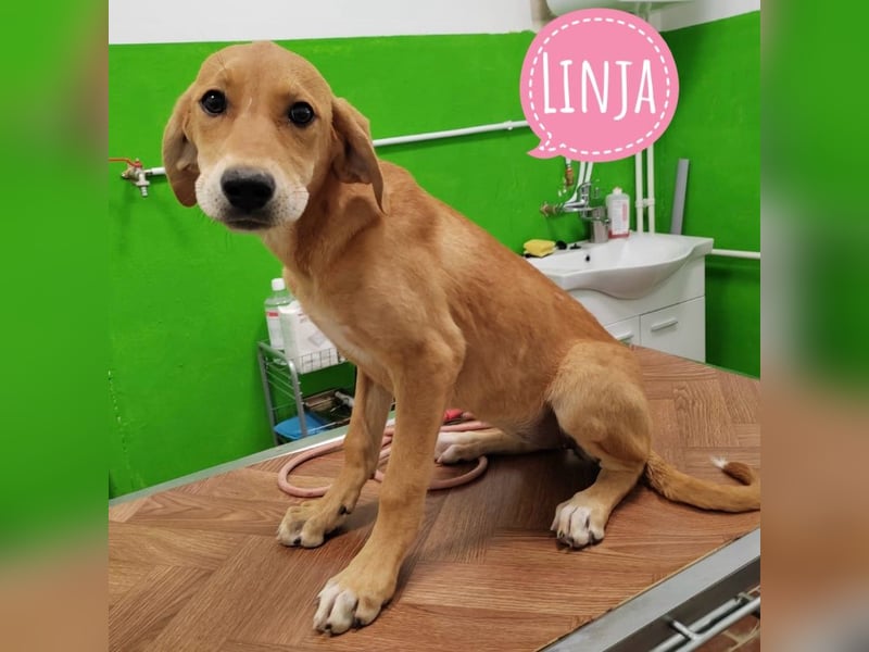 Linja eine elegante kleine Dame