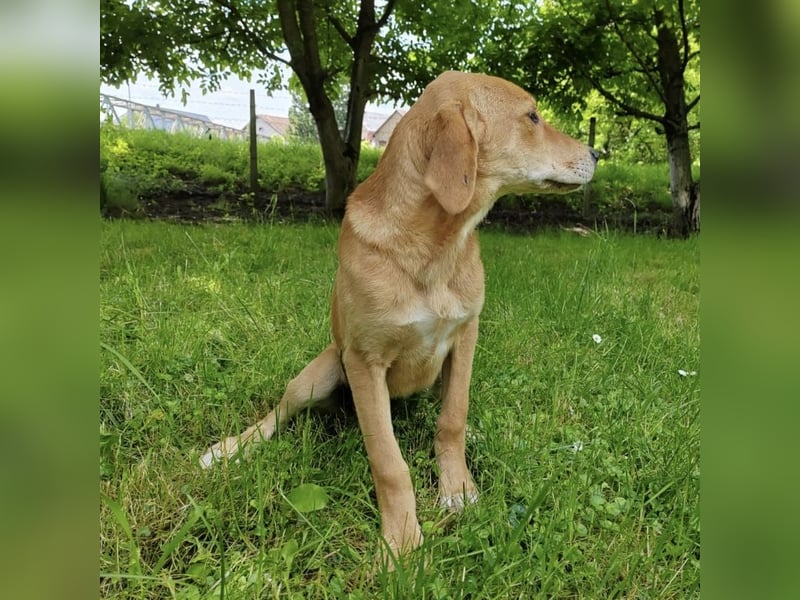 Linja eine elegante kleine Dame
