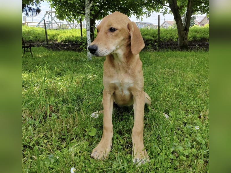 Linja eine elegante kleine Dame