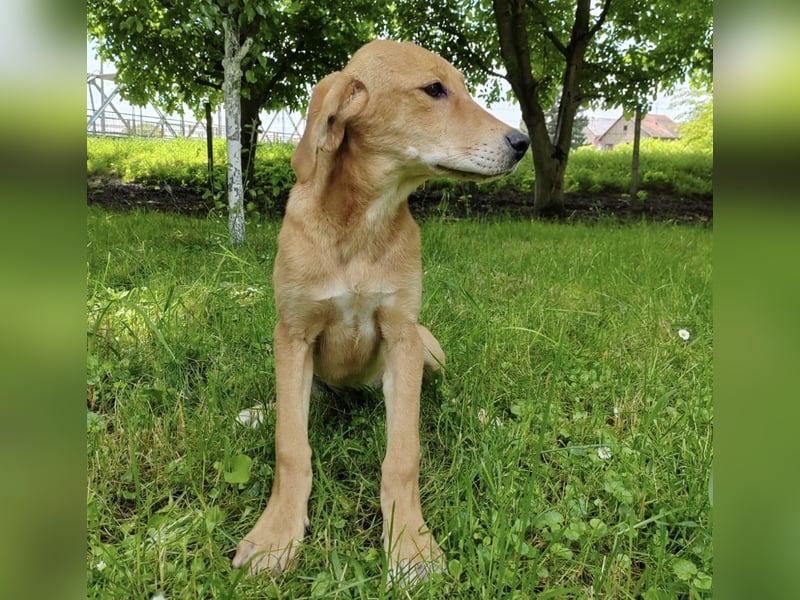 Linja eine elegante kleine Dame