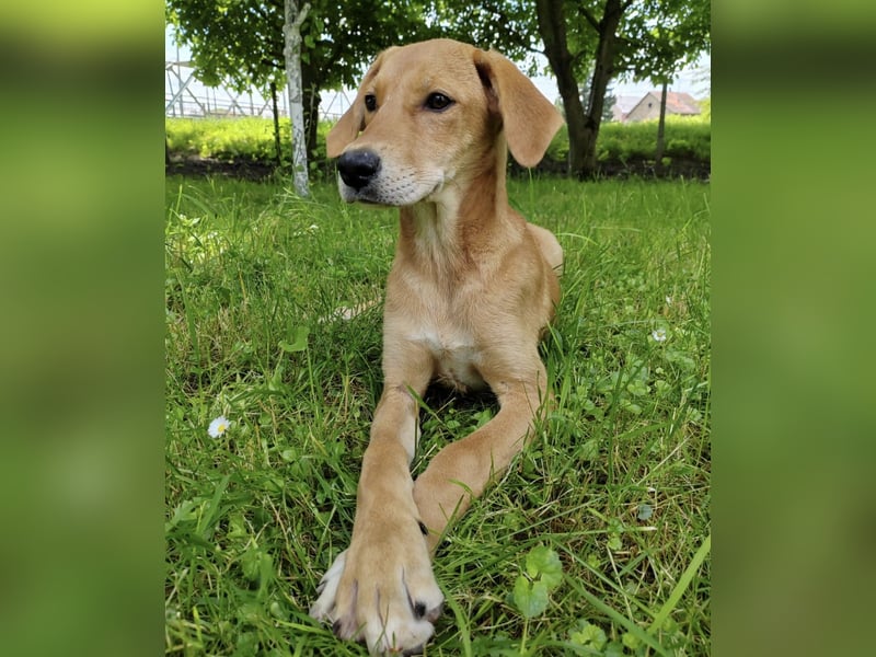 Linja eine elegante kleine Dame