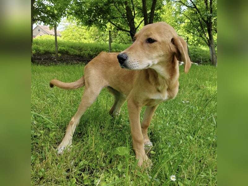 Linja eine elegante kleine Dame