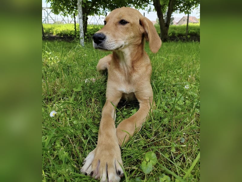 Linja eine elegante kleine Dame