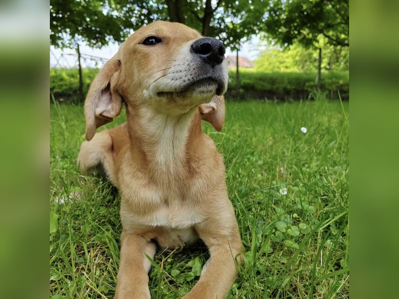 Linja eine elegante kleine Dame