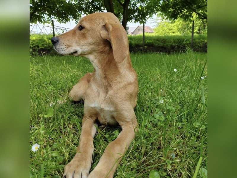 Linja eine elegante kleine Dame