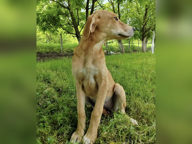 Linja eine elegante kleine Dame