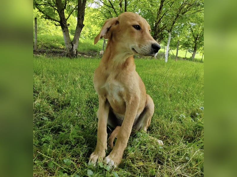 Linja eine elegante kleine Dame
