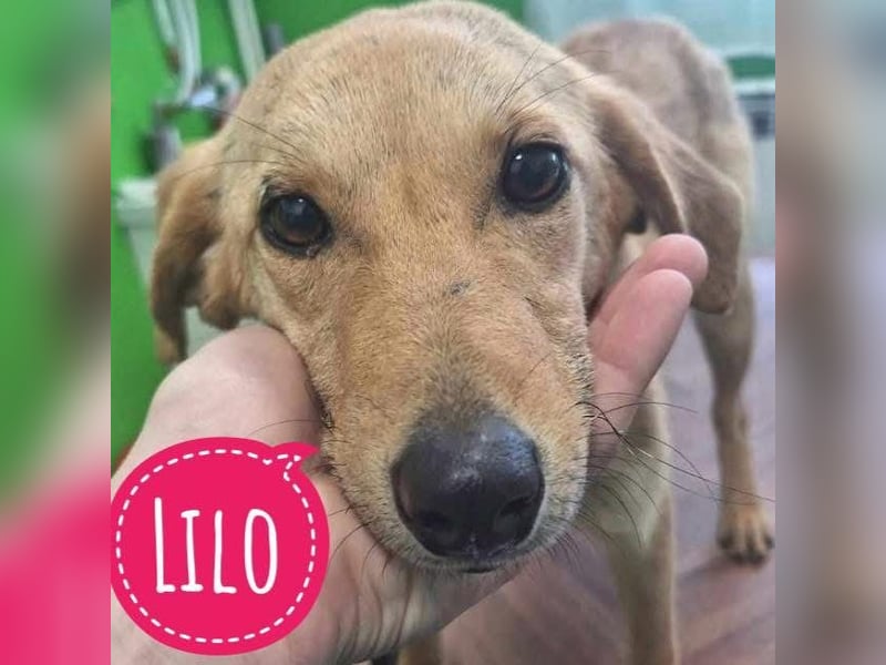 Lilo eine freundliche kleine Prinzessin