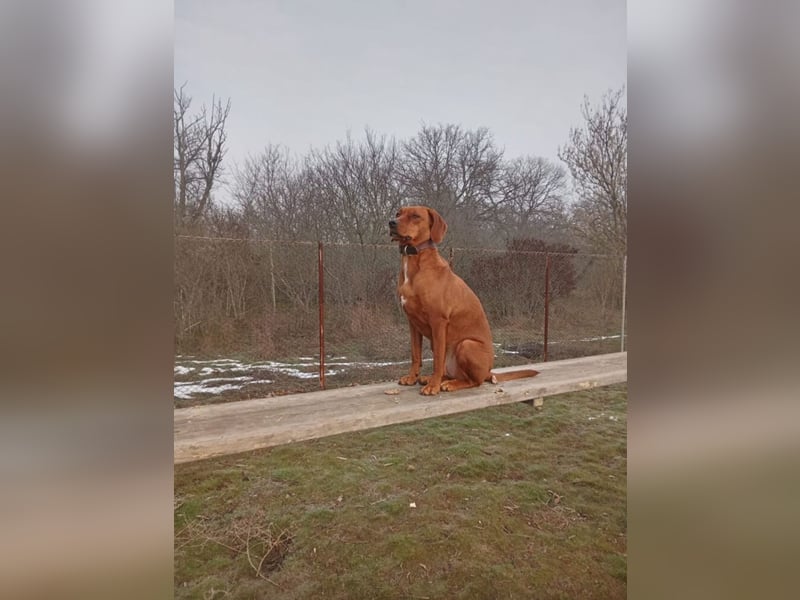 RESERVIERT- „Maya“, Ungarische Vizsla Hündin,  sucht aktive Menschen, sehr lieb und gut verträglich