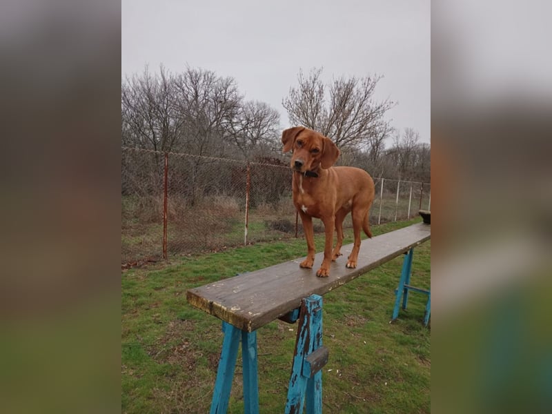 RESERVIERT- „Maya“, Ungarische Vizsla Hündin,  sucht aktive Menschen, sehr lieb und gut verträglich