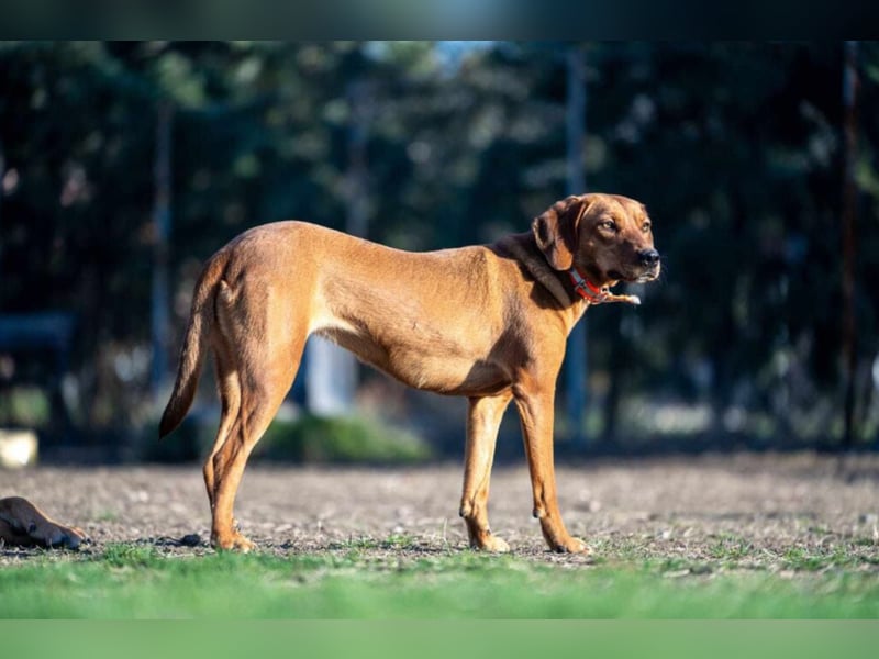 RESERVIERT- „Maya“, Ungarische Vizsla Hündin,  sucht aktive Menschen, sehr lieb und gut verträglich