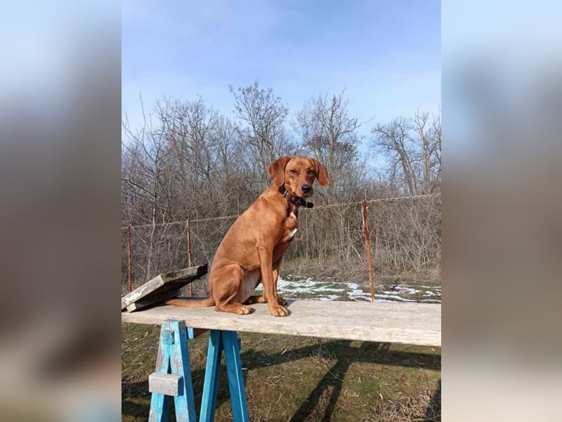 RESERVIERT- „Maya“, Ungarische Vizsla Hündin,  sucht aktive Menschen, sehr lieb und gut verträglich