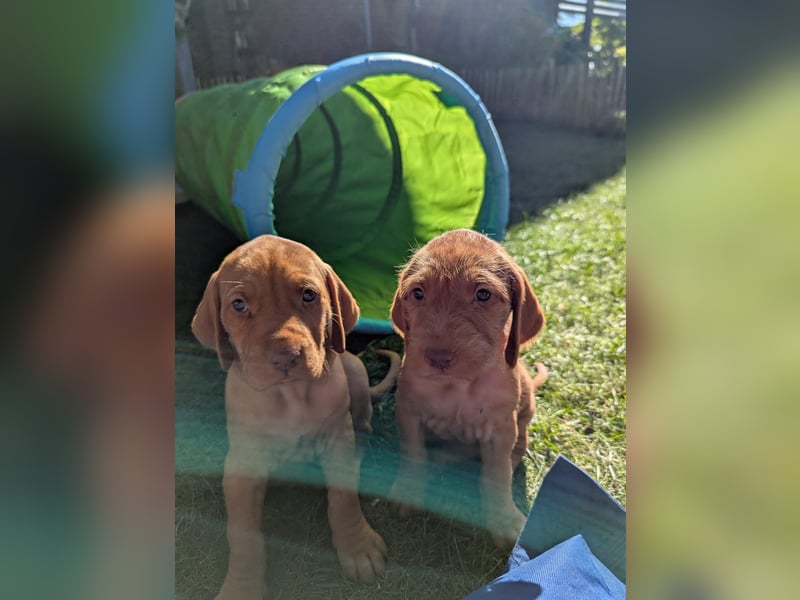 Ungarisch-Drahthaar-Welpen (UD) - Magyar Vizsla