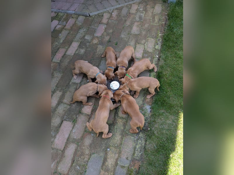 Ungarisch-Drahthaar-Welpen (UD) - Magyar Vizsla