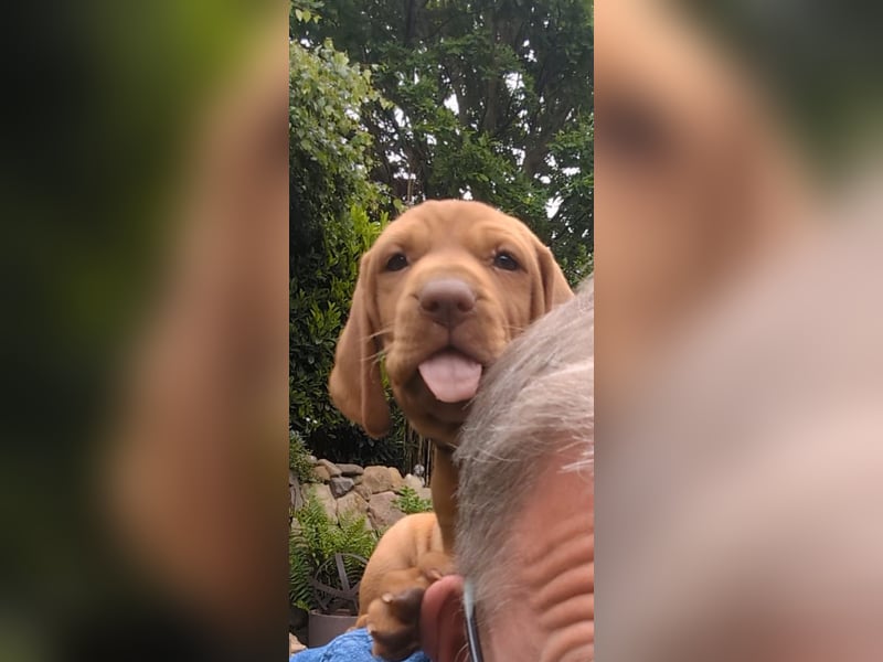 Ungarisch-Drahthaar-Welpen (UD) - Magyar Vizsla