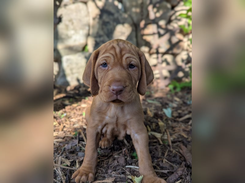 Ungarisch-Drahthaar-Welpen (UD) - Magyar Vizsla