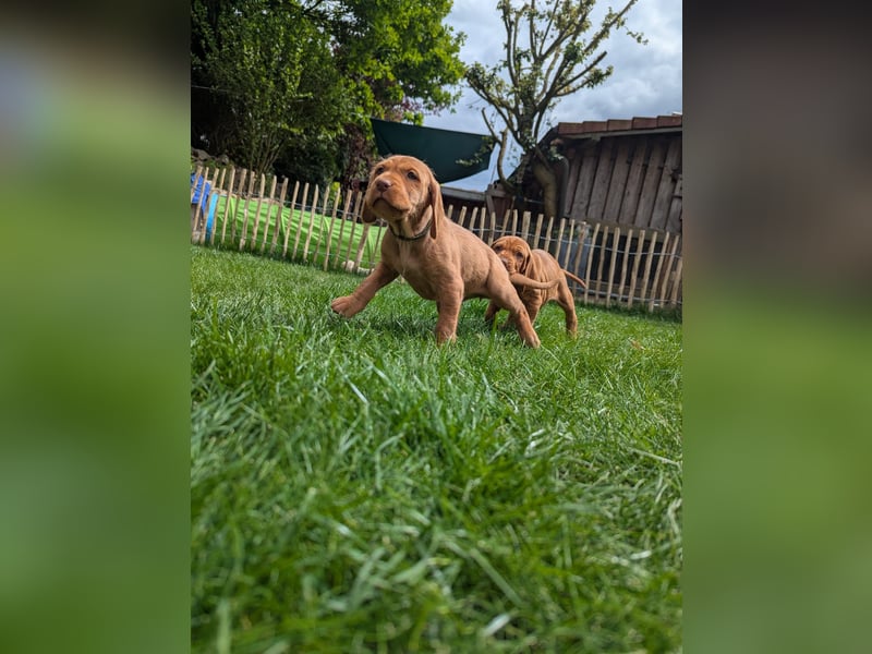 Ungarisch-Drahthaar-Welpen (UD) - Magyar Vizsla