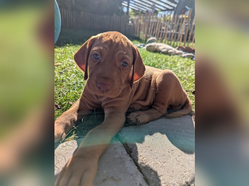 Ungarisch-Drahthaar-Welpen (UD) - Magyar Vizsla