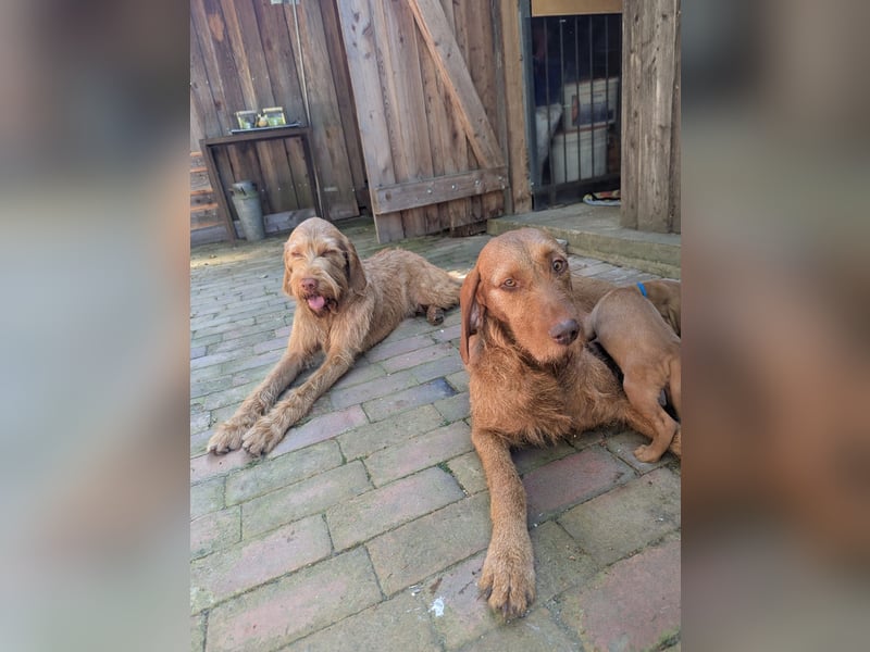 Ungarisch-Drahthaar-Welpen (UD) - Magyar Vizsla