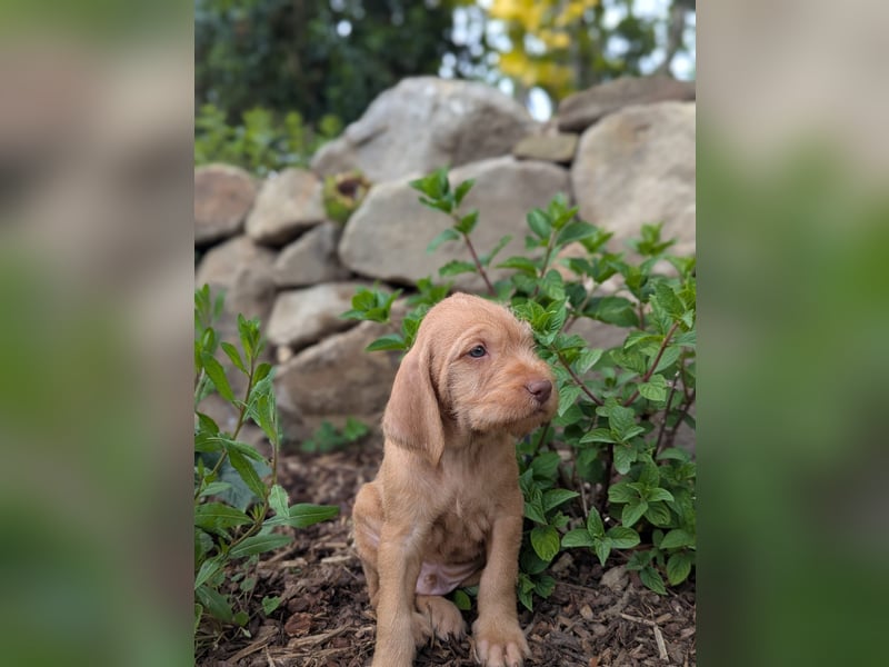 Ungarisch-Drahthaar-Welpen (UD) - Magyar Vizsla