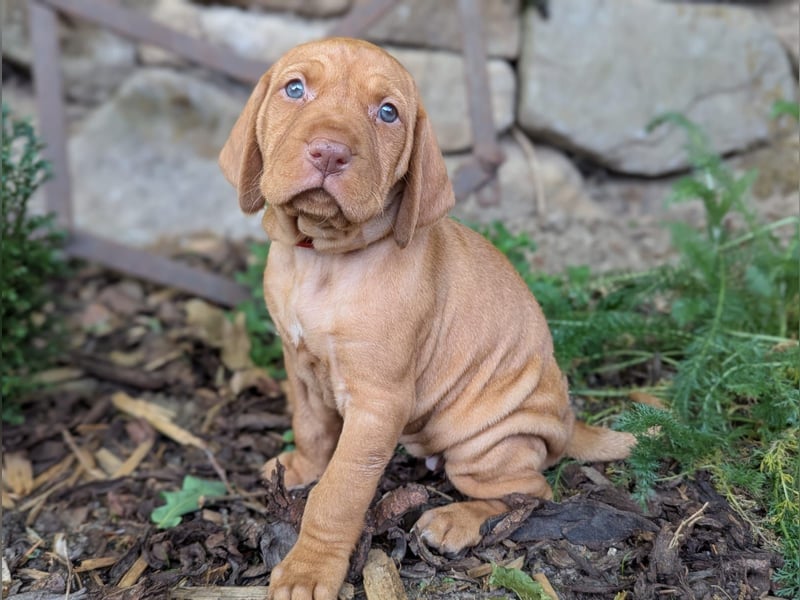 Ungarisch-Drahthaar-Welpen (UD) - Magyar Vizsla