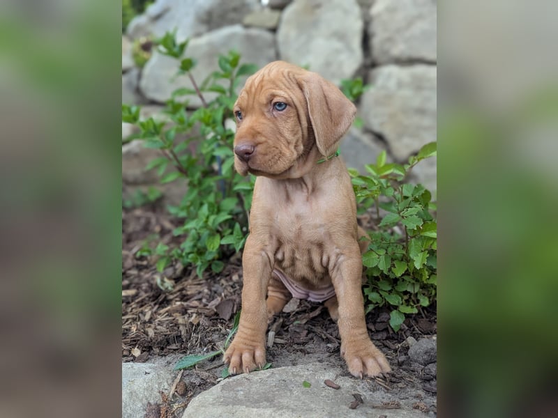 Ungarisch-Drahthaar-Welpen (UD) - Magyar Vizsla