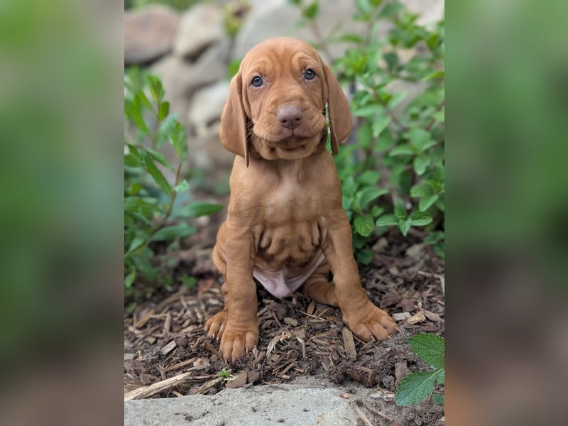 Ungarisch-Drahthaar-Welpen (UD) - Magyar Vizsla