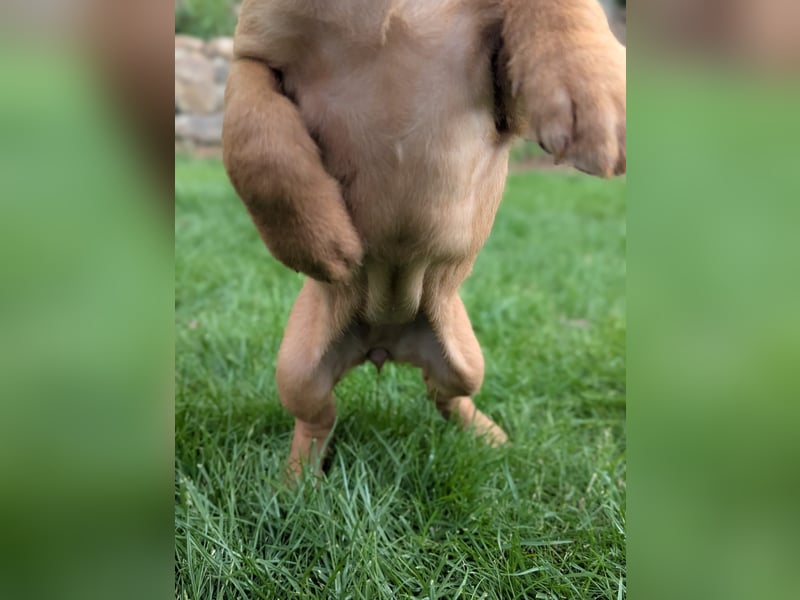 Ungarisch-Drahthaar-Welpen (UD) - Magyar Vizsla