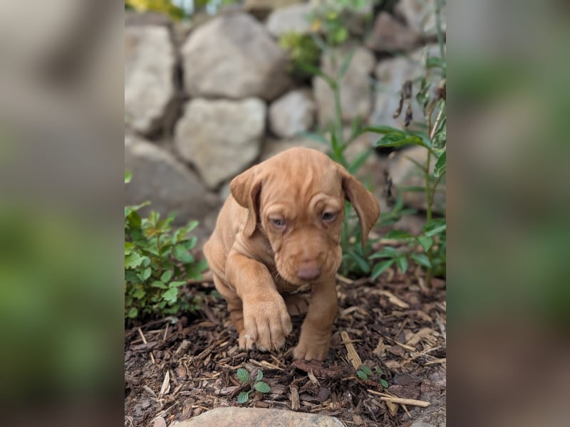Ungarisch-Drahthaar-Welpen (UD) - Magyar Vizsla