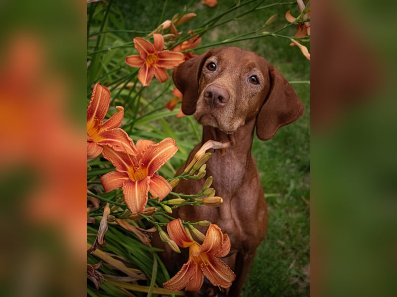 Magyar Vizsla Hündin sucht neues Zuhause