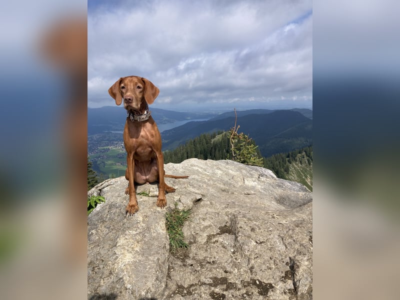 Magyar Vizsla Hündin sucht neues Zuhause