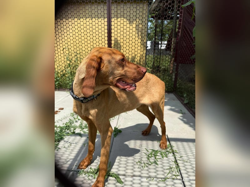Sunshine, 8 Monate, 52cm sucht ihren Platz