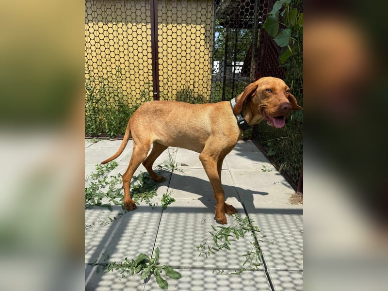 Sunshine, 8 Monate, 52cm sucht ihren Platz
